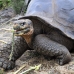 tortoise_galapagos_pa_h_0105_ecu2139.jpg